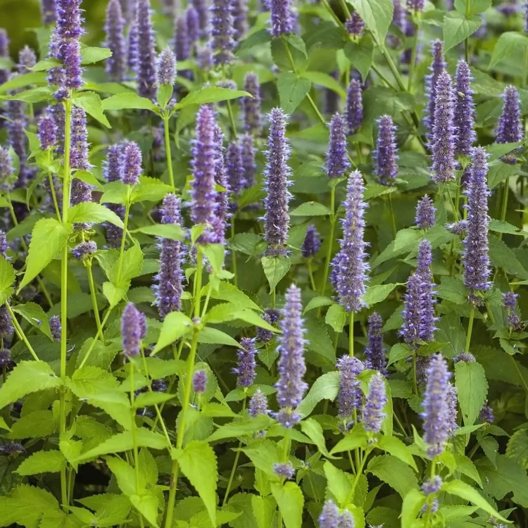 agastache-hummingbird-mint-native-flower