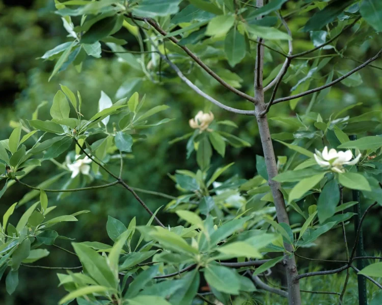 The open canopy of sweetbay provides a graceful shape