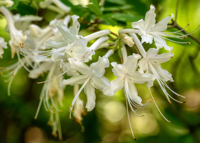 Close-up of white blossoms with long, threadlike stamens against a green blurred background.