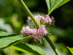 american-beautyberry-flowers-in-the-spring