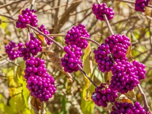 american-beautyberry-in-the-fall