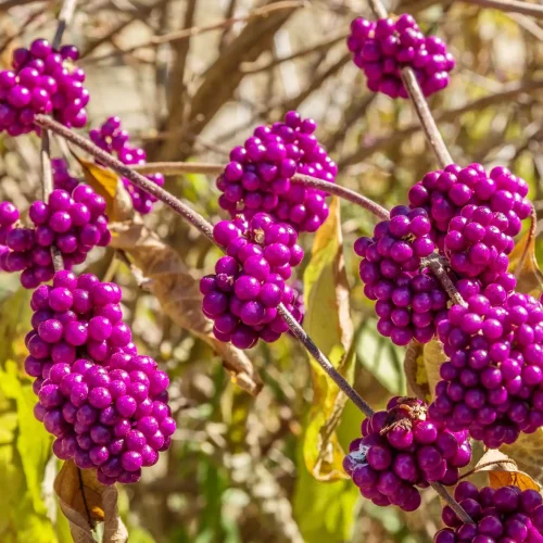 american-beautyberry-in-the-fall