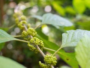 american-beautyberry-in-the-spring