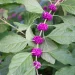 american-beautyberry-with-berries-native-shrub