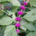 american-beautyberry-with-berries-native-shrub