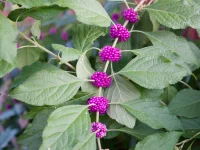 american-beautyberry-with-berries-native-shrub