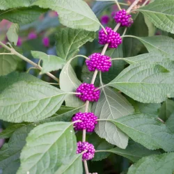 american-beautyberry-with-berries-native-shrub