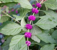 american-beautyberry-with-berries-native-shrub