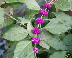 american-beautyberry-with-berries-native-shrub