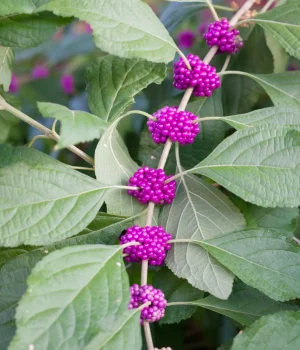 american-beautyberry-with-berries-native-shrub