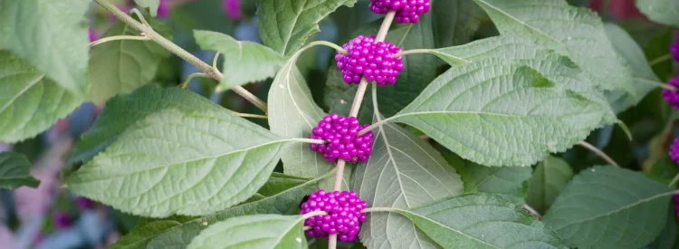 american-beautyberry-with-berries-native-shrub
