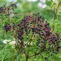 american-elderberry-shrub-native-gardening