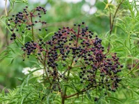 american-elderberry-shrub-native-gardening