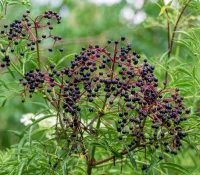 american-elderberry-shrub-native-gardening