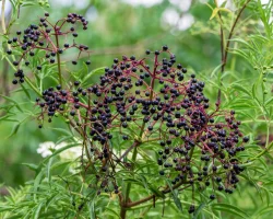 american-elderberry-shrub-native-gardening