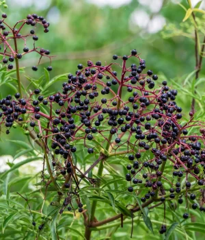 american-elderberry-shrub-native-gardening