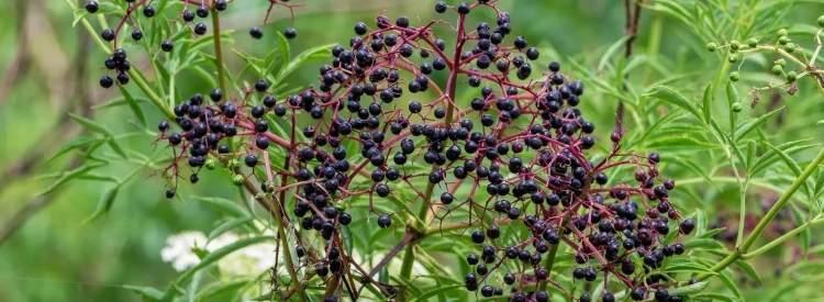 american-elderberry-shrub-native-gardening
