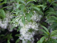 american-fringetree-in-bloom-native-tree