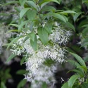 american-fringetree-in-bloom-native-tree