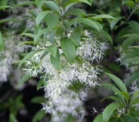 american-fringetree-in-bloom-native-tree