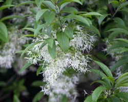 american-fringetree-in-bloom-native-tree