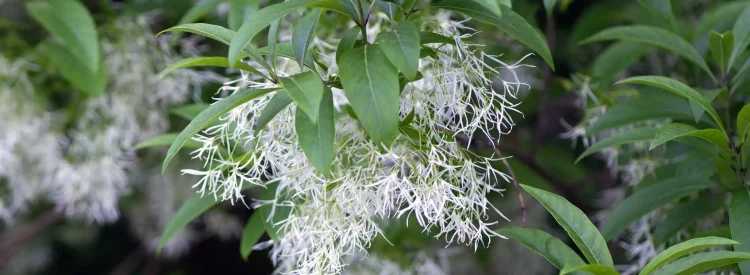 american-fringetree-in-bloom-native-tree