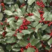 Holly branches with dark green spiny leaves and clusters of bright red berries in a dense shrub.
