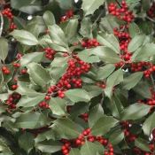 Holly branches with dark green spiny leaves and clusters of bright red berries in a dense shrub.