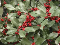 american-holly-detail-ilex-opaca
