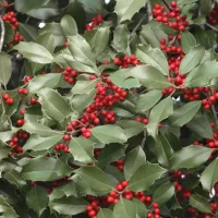 Holly branches with dark green spiny leaves and clusters of bright red berries in a dense shrub.