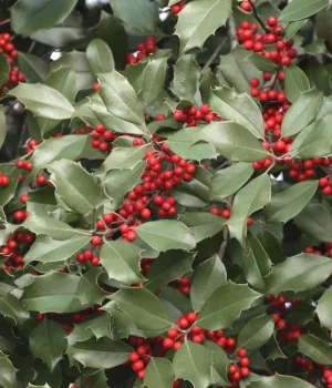 american-holly-detail-ilex-opaca american-holly-detail-ilex-opaca