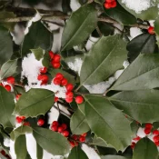 Holly leaves and red berries lightly dusted with snow on branches, winter scene.