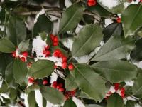 Holly leaves and red berries lightly dusted with snow on branches, winter scene.