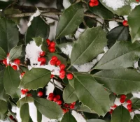 american-holly-native-ilex-opaca