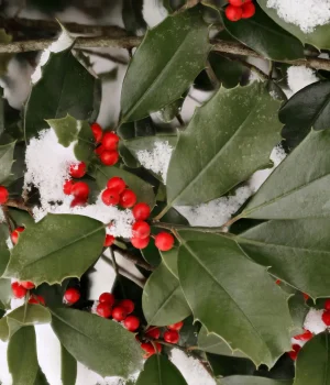 american-holly-native-ilex-opaca american-holly-native-ilex-opaca