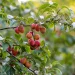 Cluster of pinkish plums hanging from a leafy tree branch in a sunny orchard