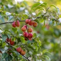 Cluster of pinkish plums hanging from a leafy tree branch in a sunny orchard