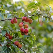 Cluster of pinkish plums hanging from a leafy tree branch in a sunny orchard