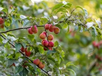 Cluster of pinkish plums hanging from a leafy tree branch in a sunny orchard