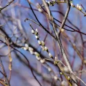 american-pussy-willow-Salix-discolor