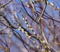 american-pussy-willow-Salix-discolor
