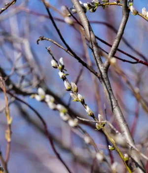 american-pussy-willow-Salix-discolor american-pussy-willow-Salix-discolor