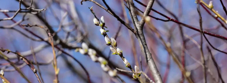 american-pussy-willow-Salix-discolor