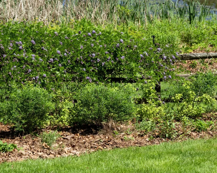 Purple-flowered shrubs line a wooden fence by a grassy garden, with a pond in the background and fallen leaves on the ground.