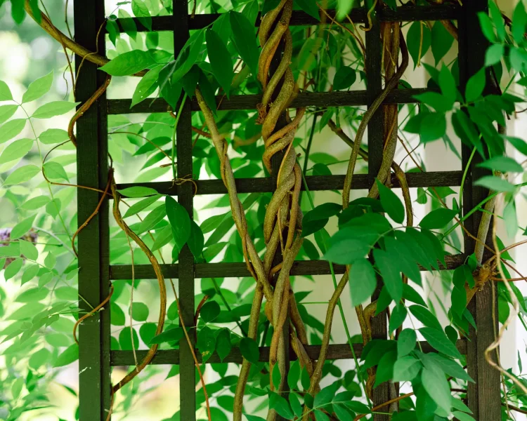 Twist American wisteria around the trellis and over time, enjoy sculptural twirls
