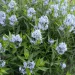 amsonia-flowers-in-the-spring-native-garden