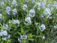 amsonia-flowers-in-the-spring-native-garden