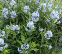 amsonia-flowers-in-the-spring-native-garden
