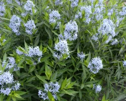 amsonia-flowers-in-the-spring-native-garden