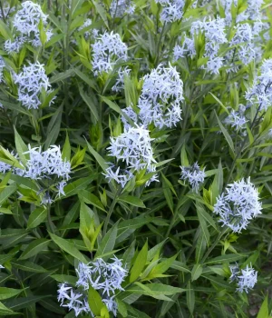 amsonia-flowers-in-the-spring-native-garden amsonia-flowers-in-the-spring-native-garden